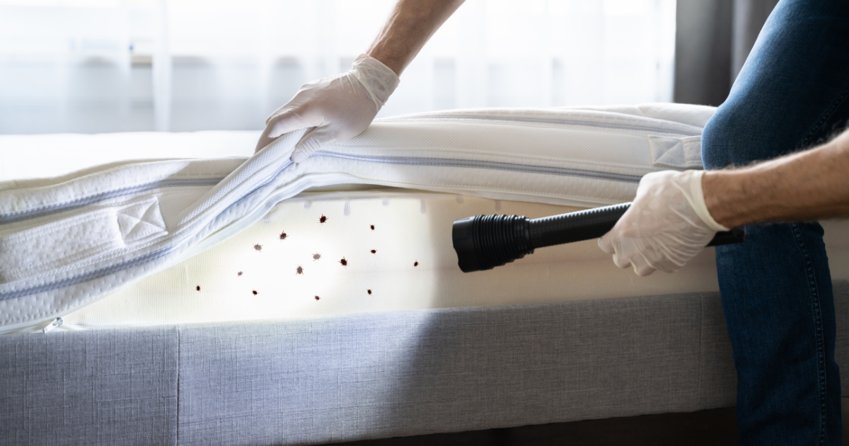 Understanding Bed Bugs in Australia