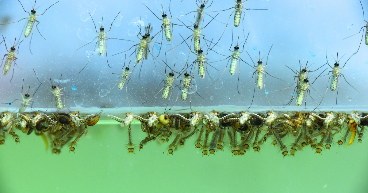 How Long Can a Mosquito Live? Understanding Their Lifespan and Habitat